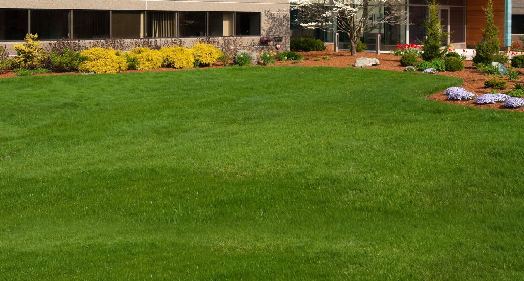 black pearl landscaping and lawn in michigan, detroit landscaping, michigan landscaping, detroit lawn care, detoir lawn services, michigan landscaping companies