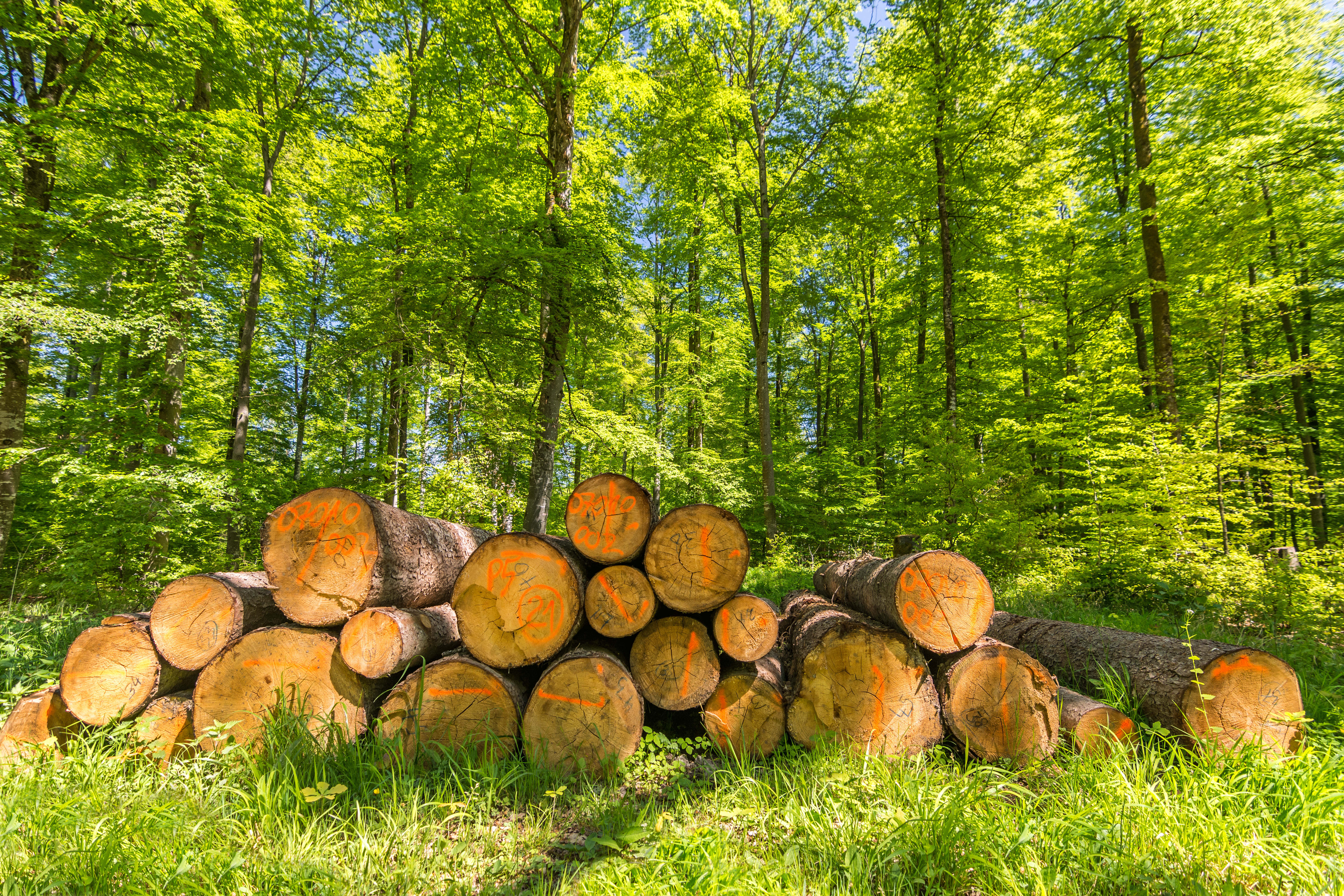 lot clearing services, field clearing services, lot clearing in mi, tree removal services, stump removal, stump trimming, tree clearing, stump clearing