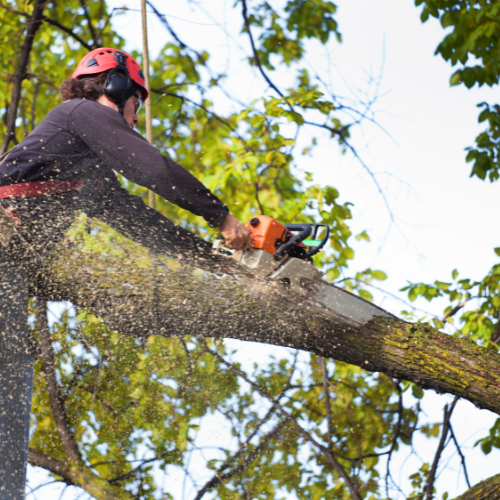 lot clearing services, field clearing services, lot clearing in mi, tree removal services, stump removal, stump trimming, tree clearing, stump clearing
